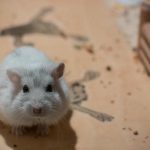 zashto-hamsterat-darpa-palnitelya-za-buzite-kak-instinktat-za-izgrazhdane.jpg